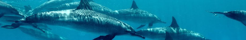 Dolphins